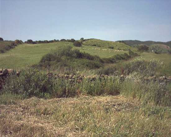 Foto pascolo