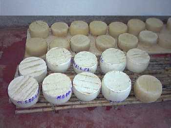 Forme di pecorino sardo