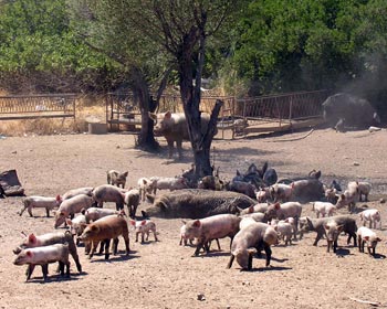 Maiali al pascolo