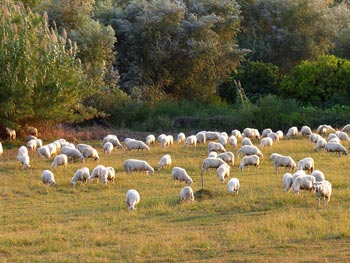 Gregge pecore