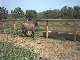 Cavallo